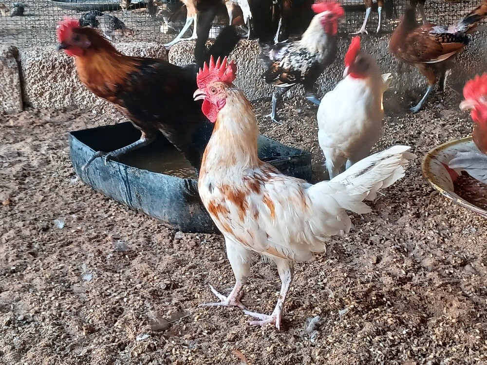 Desi baladee male chicken for sale - 1