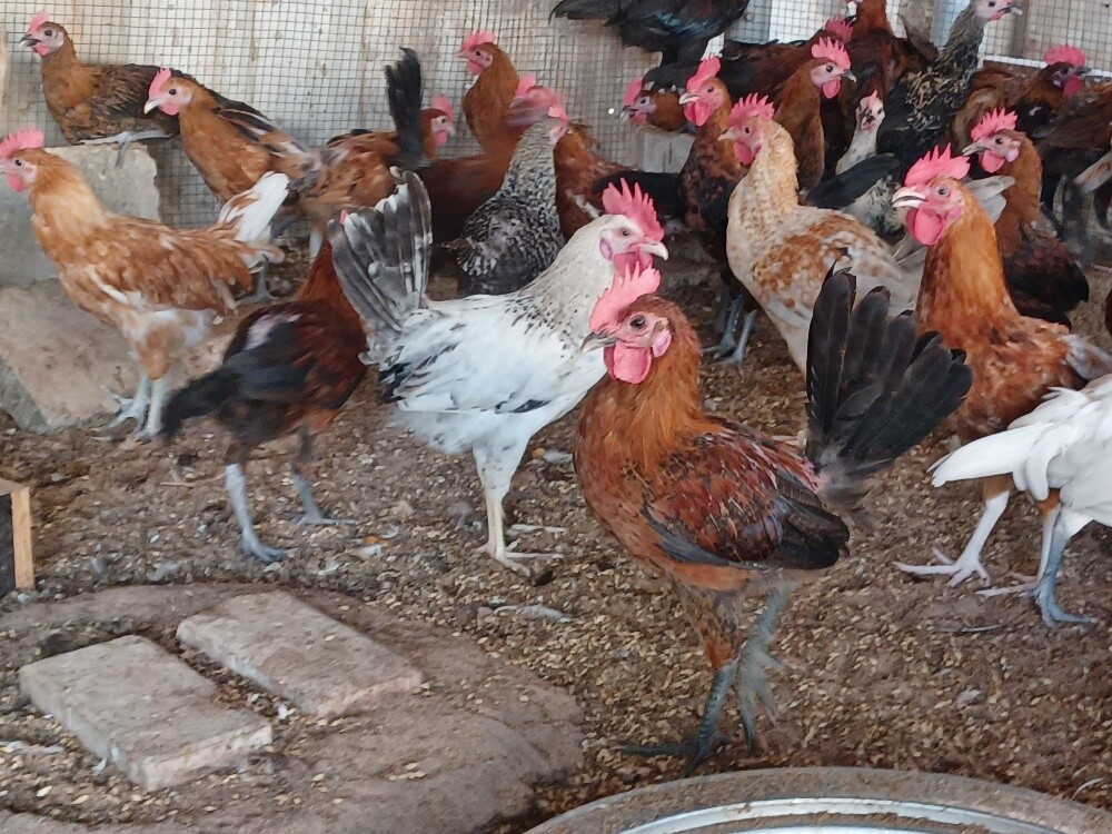 Desi baladee male chicken for sale - 2