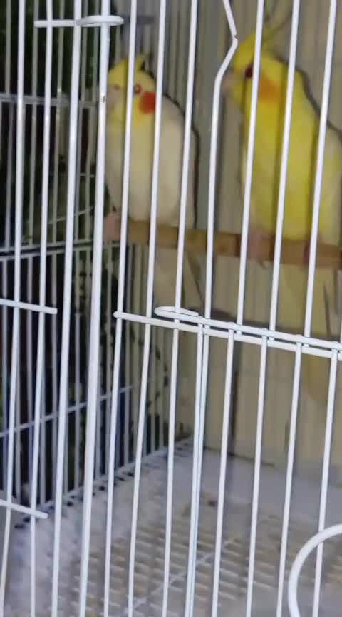 Cockatiel pair - 1