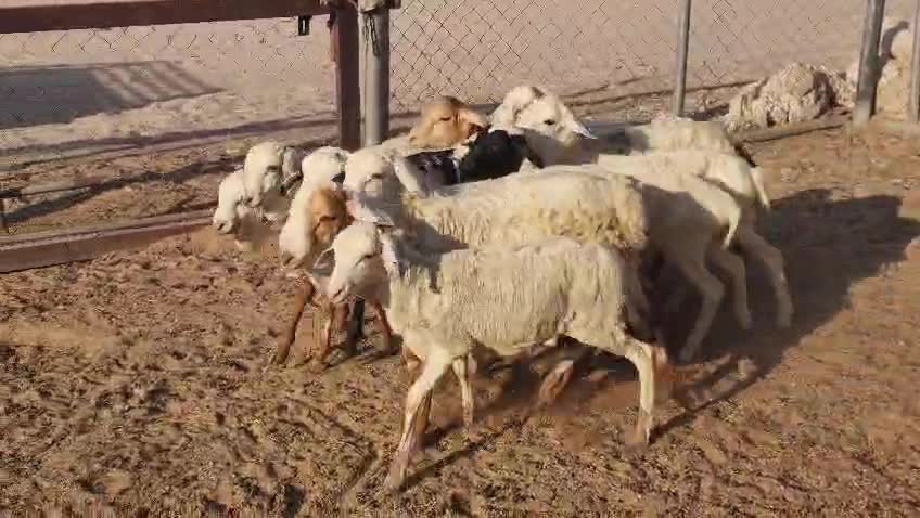للبيع خرفان ذبايح بربر سمان فل - 1