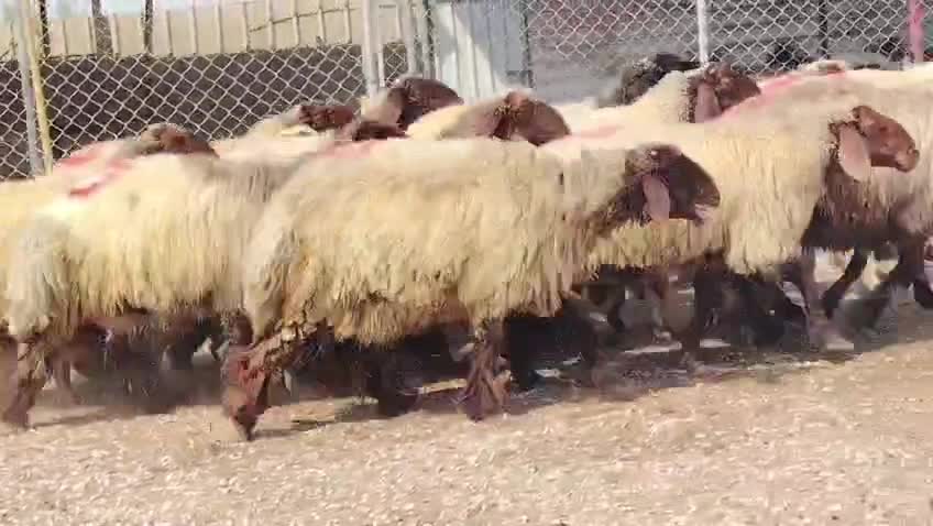 غنم دبس طيب دفيع واصل ماشاءالله - 3