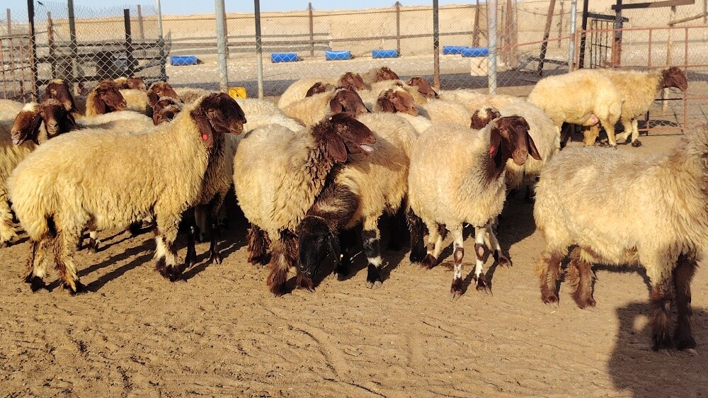 غنم دبس طيب دفيع واصل ماشاءالله - 2