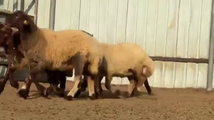 للبيع رخال سوريه طيبه جاهزة للفحل - 1