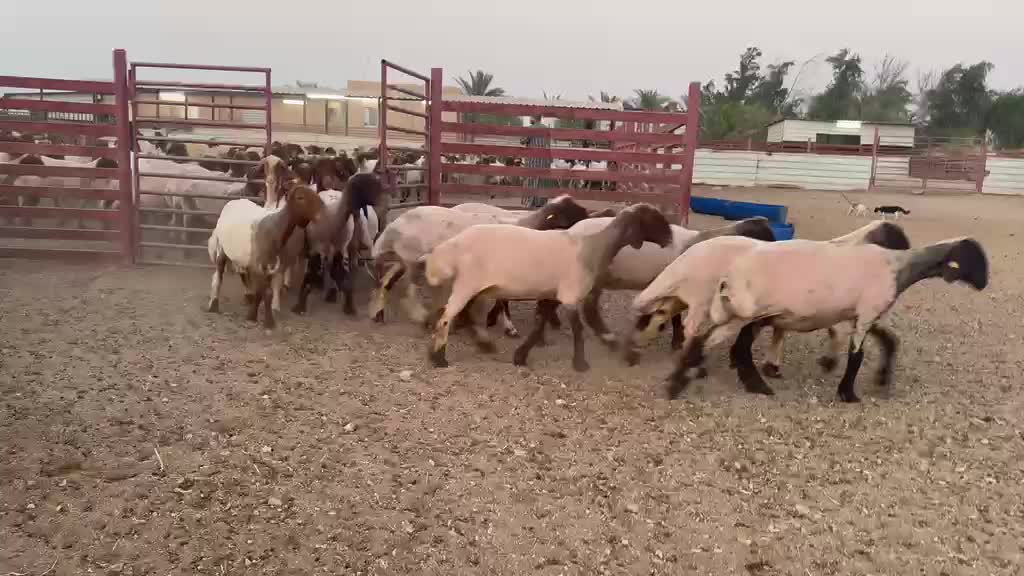 للبيع شوهات سوريه مراح واحد - 1