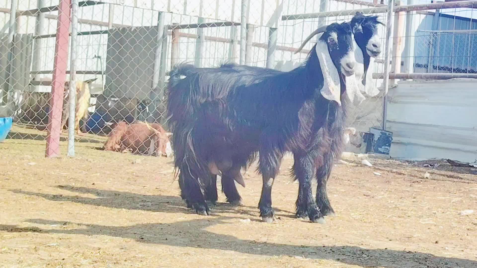 للبيع معزه عوارض اصايل درجة أولى - 5