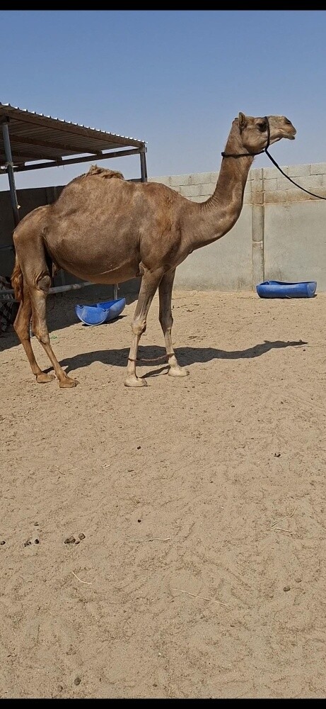 عمانيه فاخره - 1