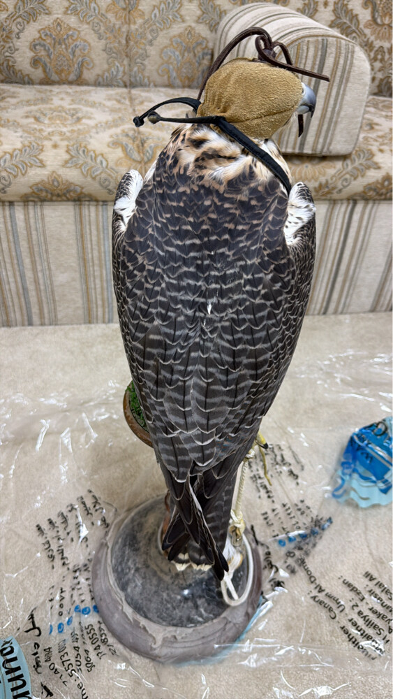 جير شاهين - 4