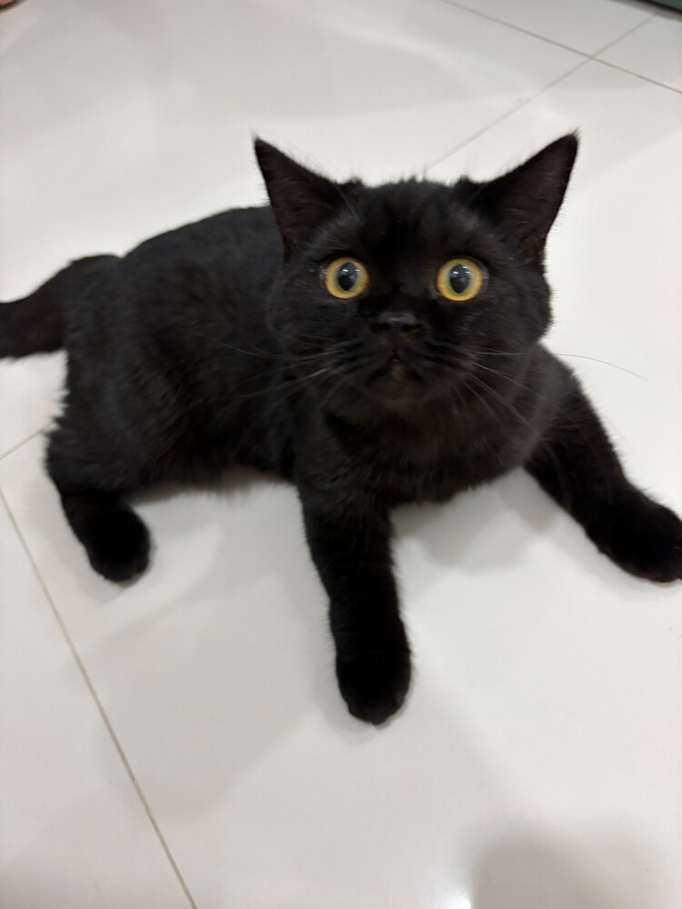 2 cats for sale - 1