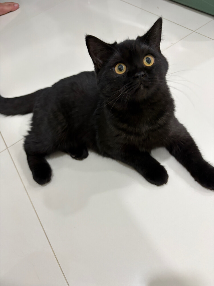2 cats for sale - 2