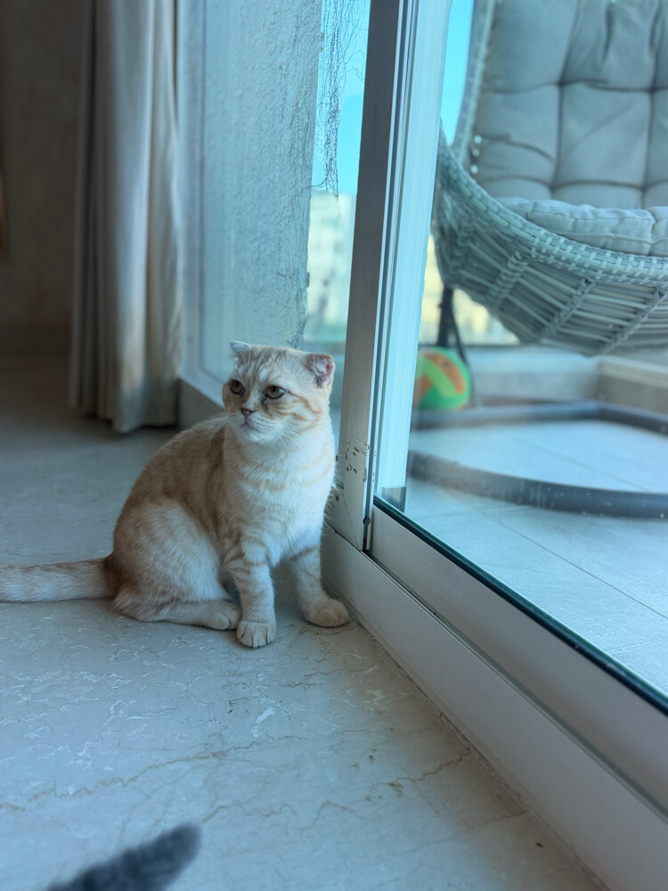 سكوتش فولد ذكر - 3