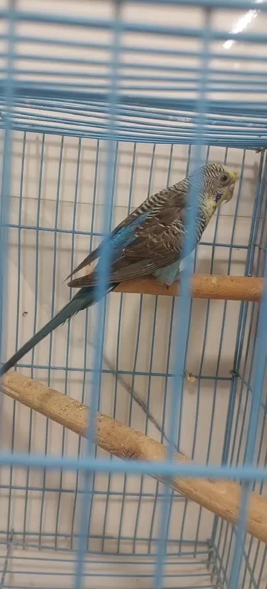 Black wing budgie with chicks - 1