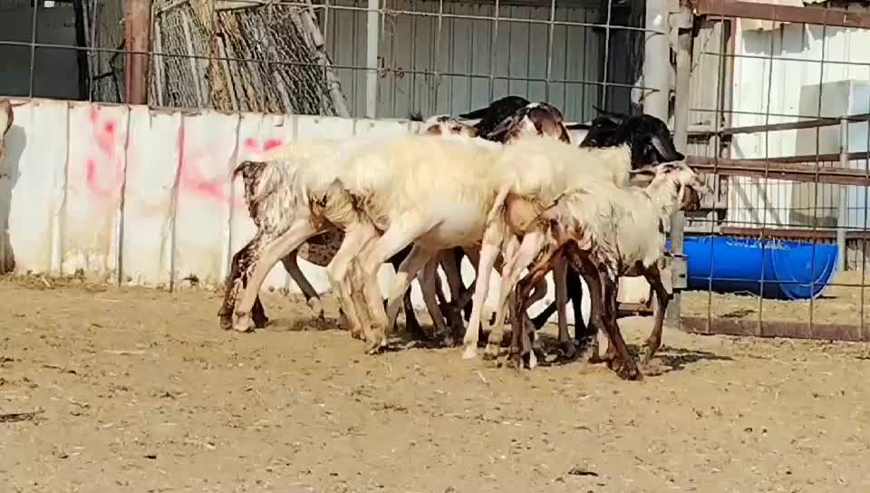 للبيع رخال بربر بيرشين طيبه - 2
