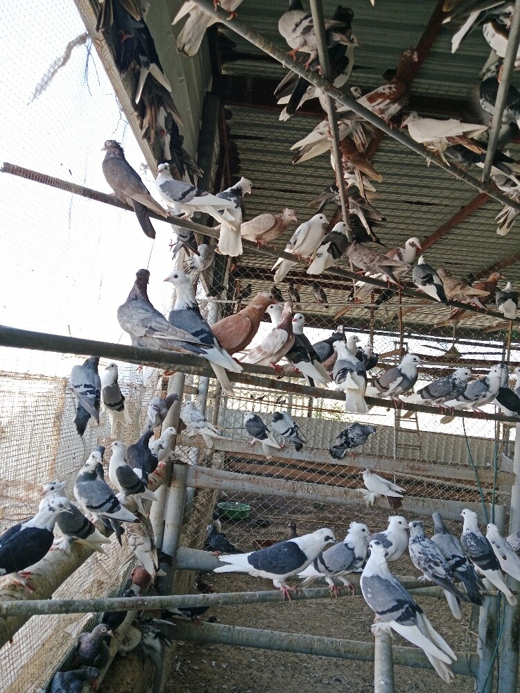 حمام بوشهرومصعين جوز80 - 1