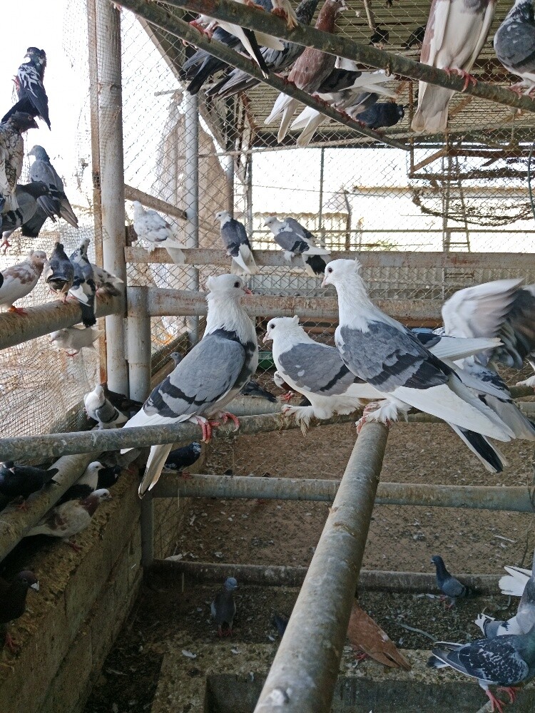 حمام بوشهرومصعين جوز80 - 3