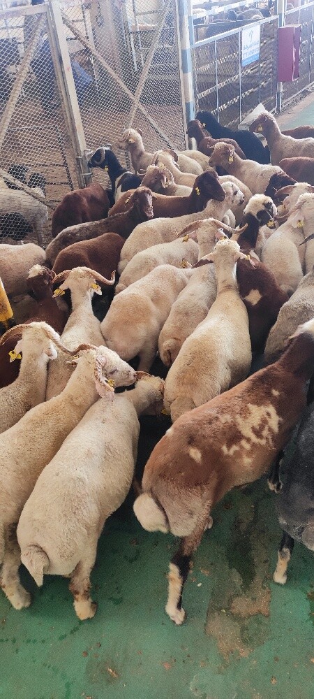Doha Arabi Sheep - 2