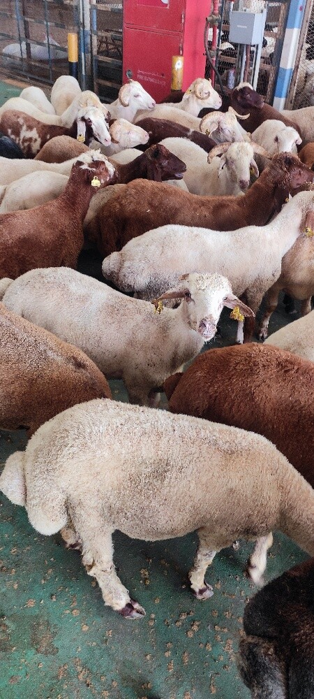 Doha Arabi Sheep - 3