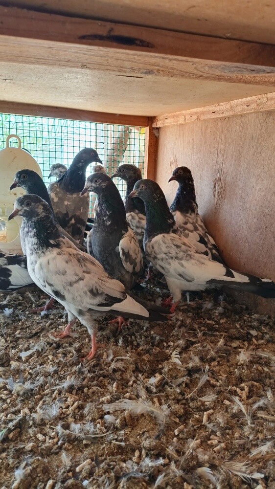 pigeon - 1