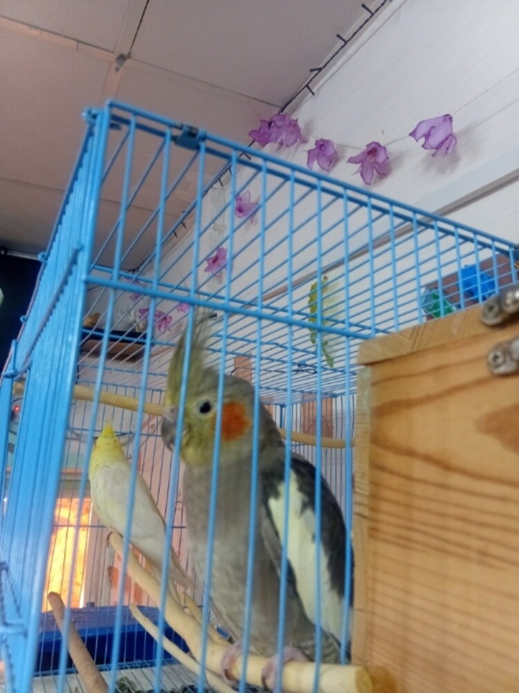 3  parrot - 2