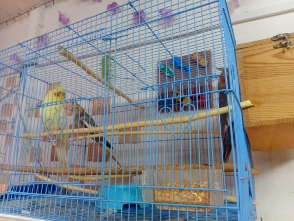 3  parrot - 1