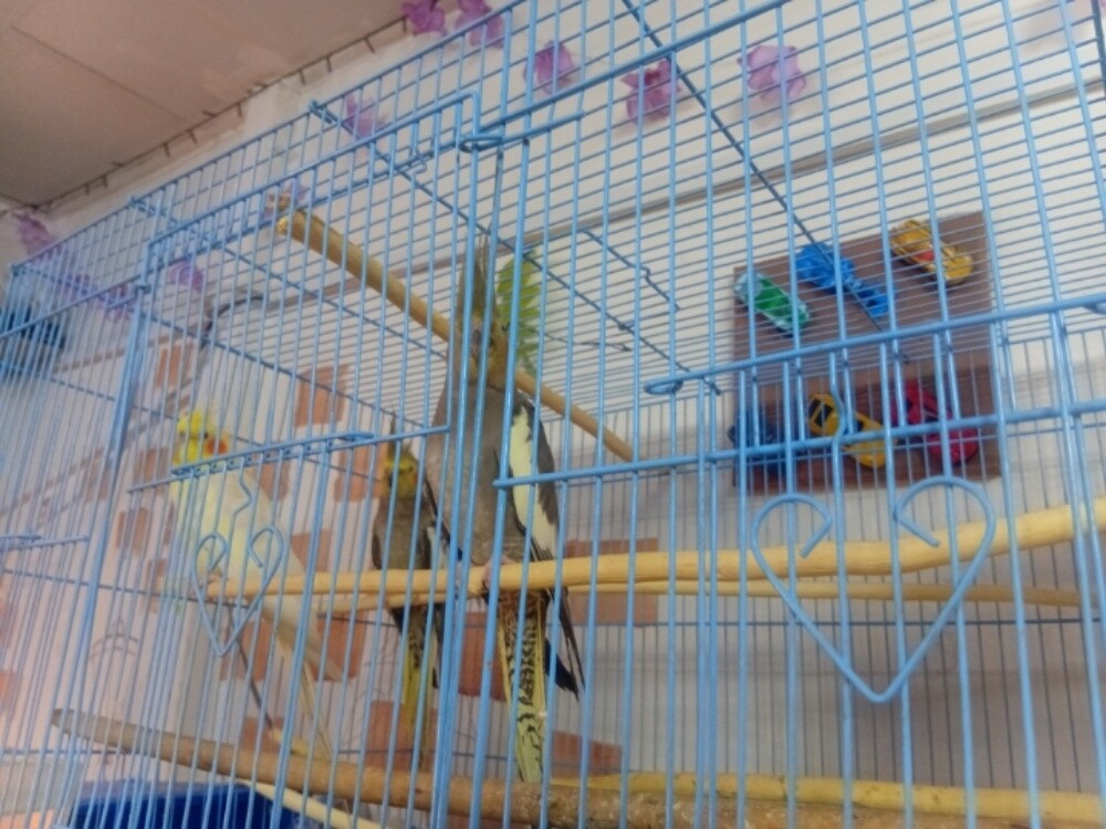 3  parrot - 3