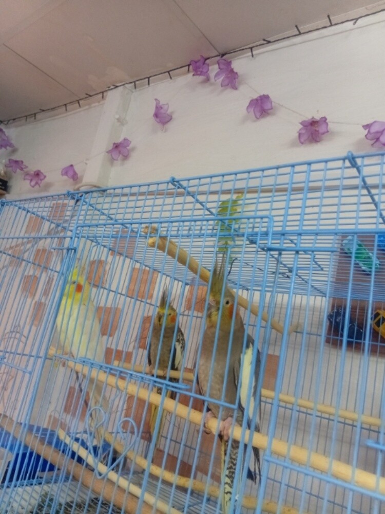 3  parrot - 5