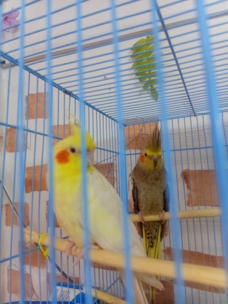 3  parrot - 4