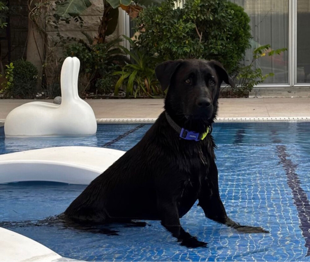 Labrador Retriever  - 2