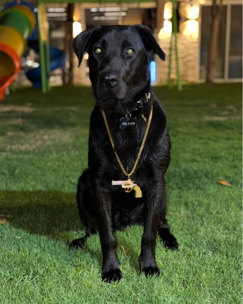 Labrador Retriever  - 1