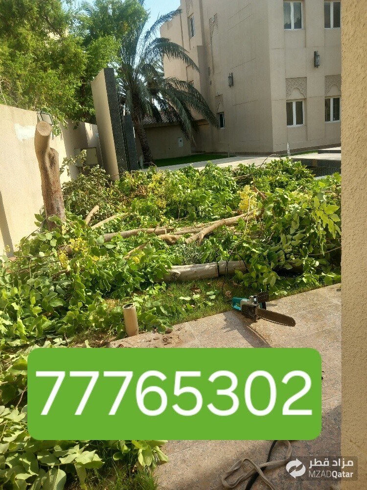 نقوم بتقطيع الأشجار والنخيل - 1