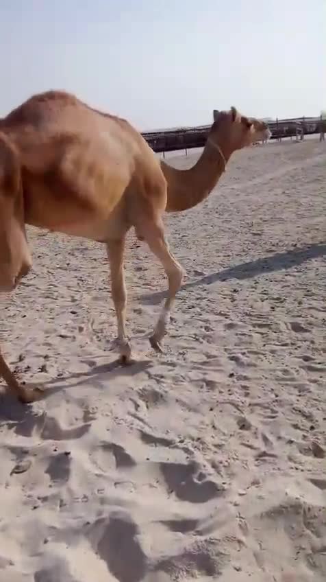 نشتري جميع انواع الحلال - 1