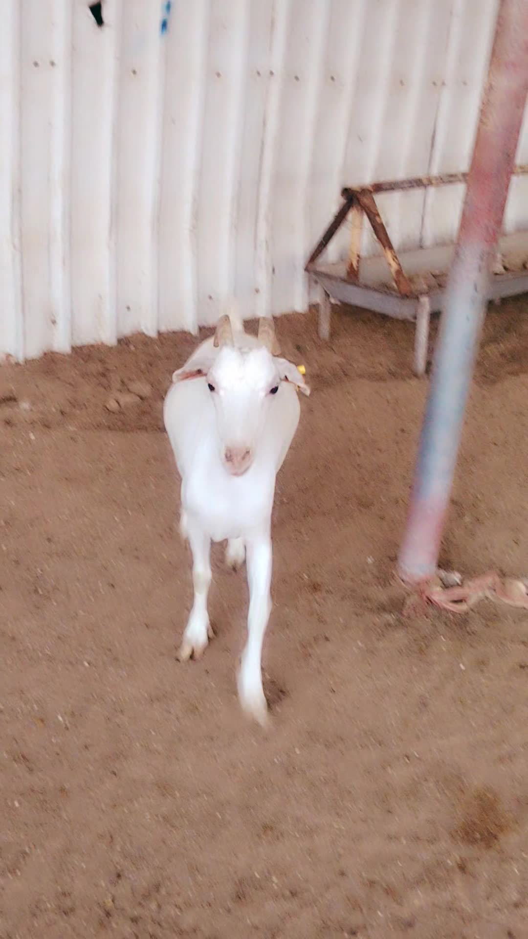 عنز عمانيه - 1
