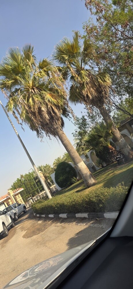 تنظيف وشنتونيا ونخيل - 1