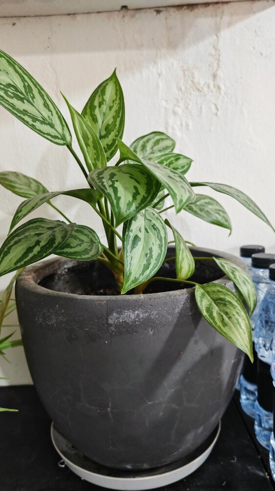 Healthy indoor plants - 8