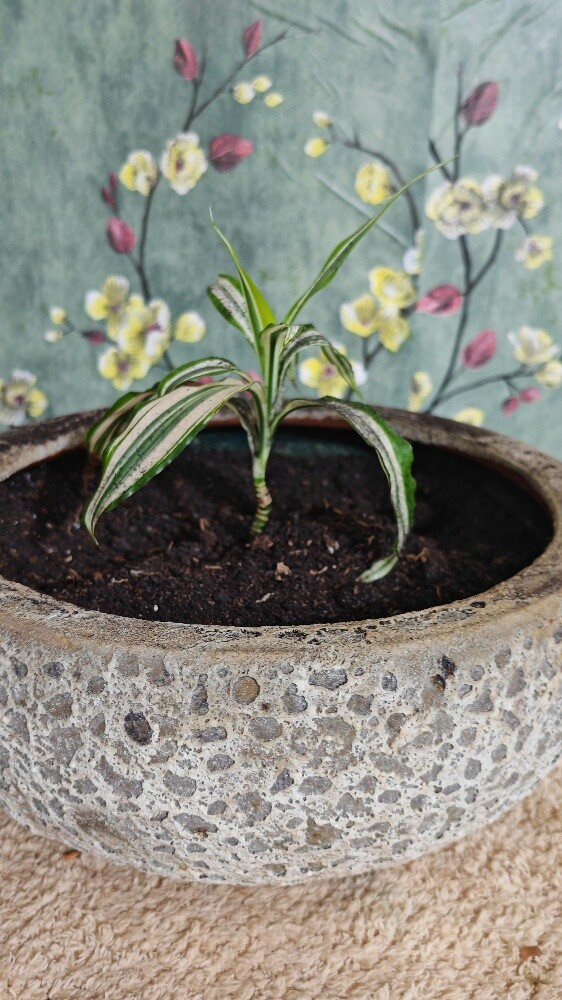 Healthy indoor plants - 2