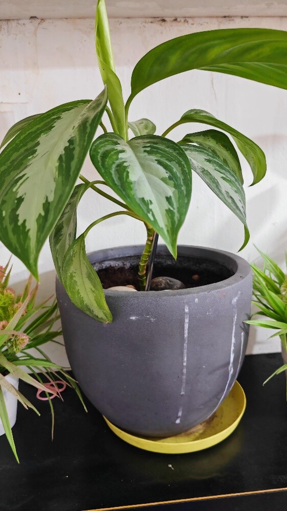 Healthy indoor plants - 7