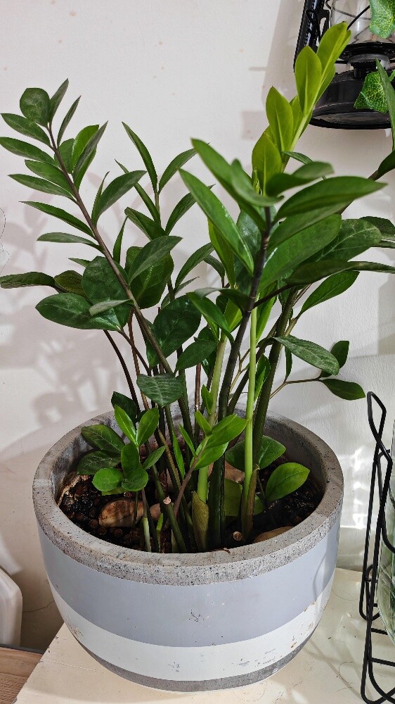 Healthy indoor plants - 3
