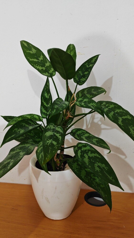 Healthy indoor plants - 4