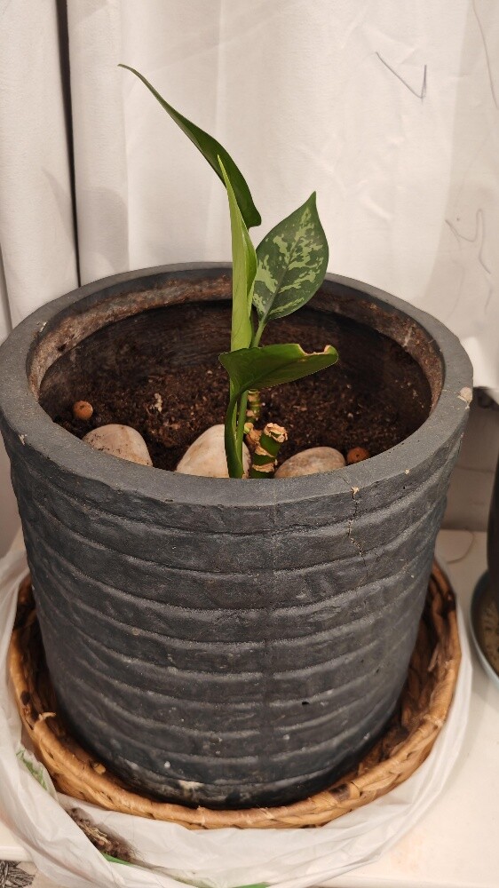 Healthy indoor plants - 9
