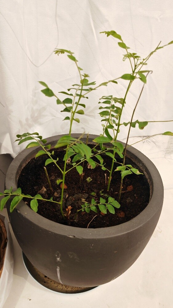 Healthy indoor plants - 10
