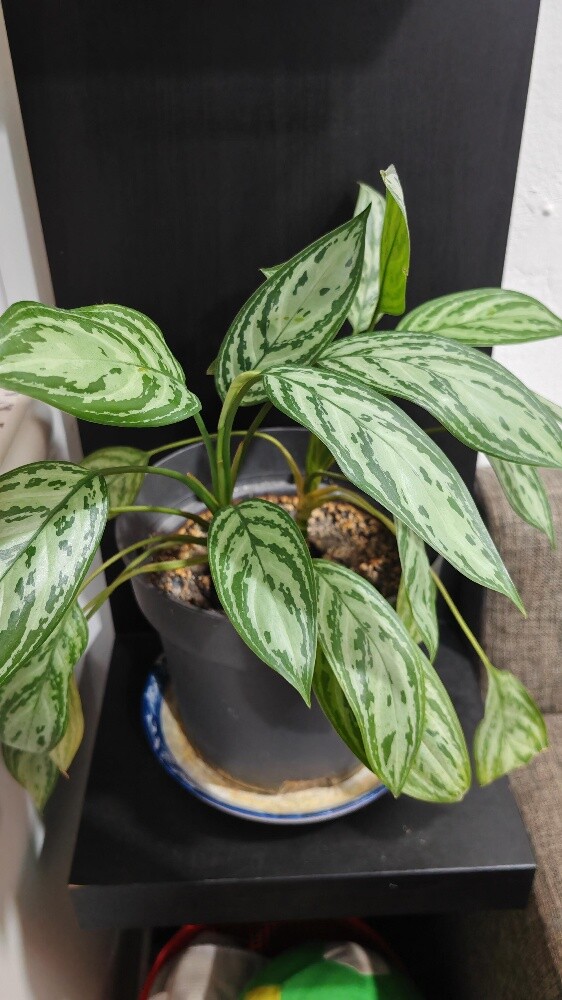 Healthy indoor plants - 6