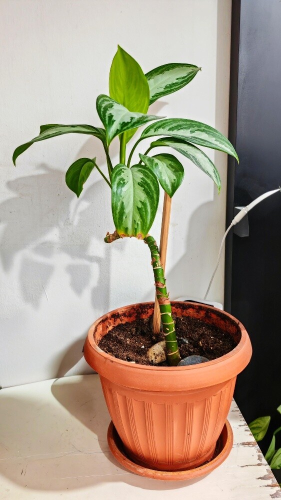 Healthy indoor plants - 5