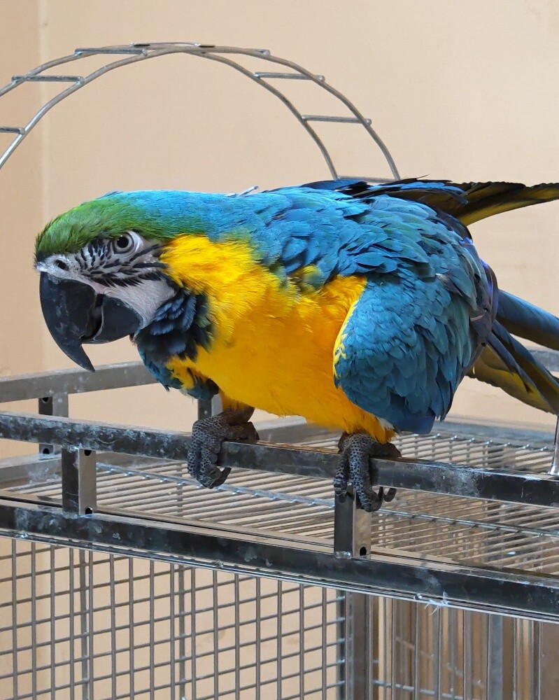 Macaw for sale - 2