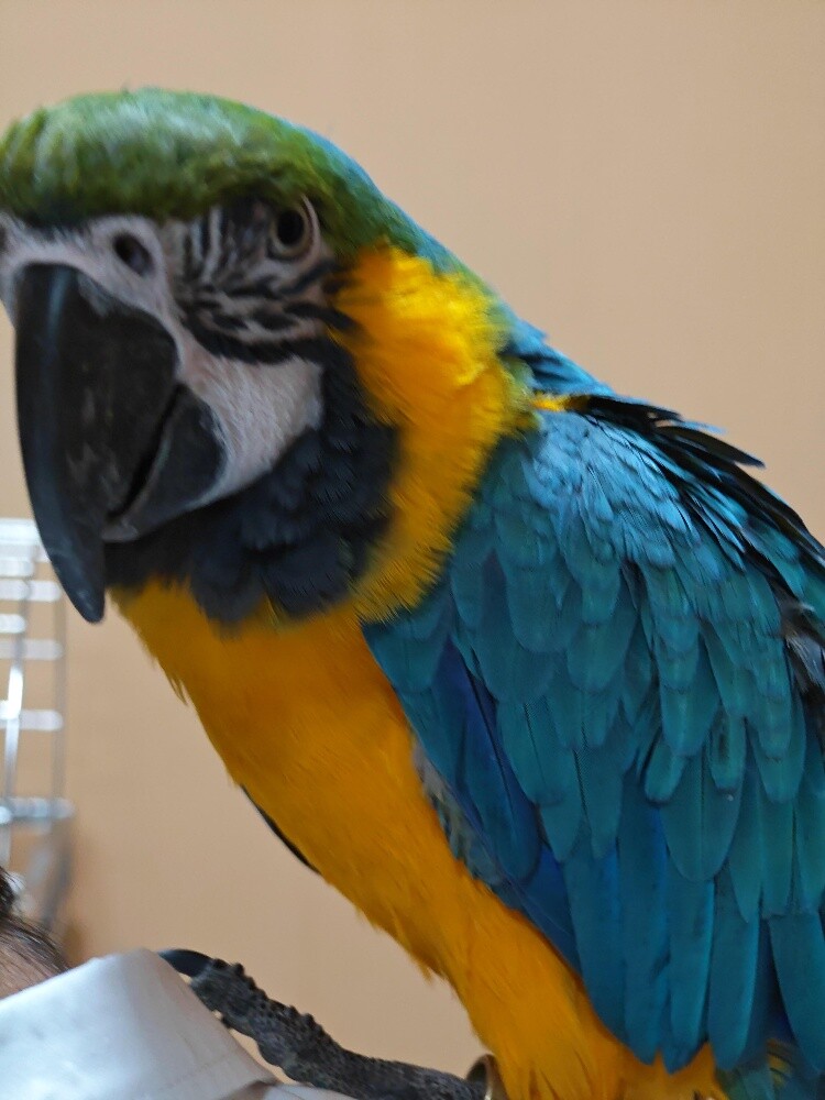 Macaw for sale - 1