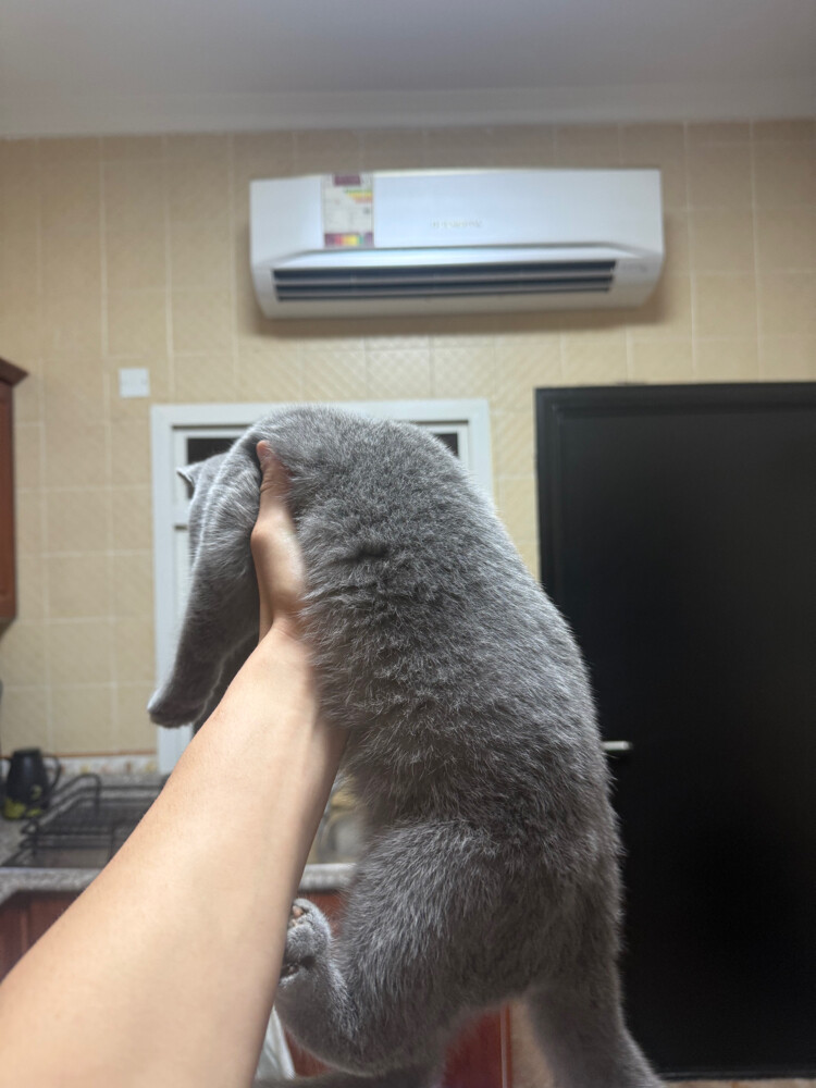 cats - 2