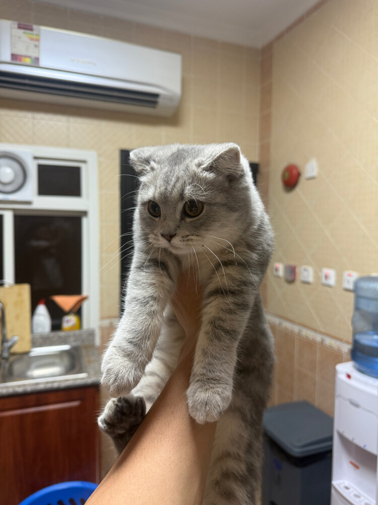 cats - 8