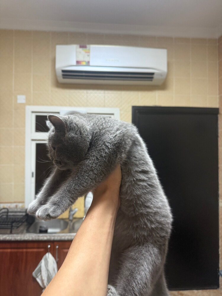 cats - 3