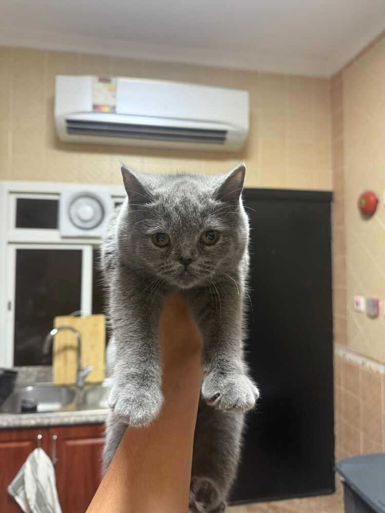cats - 6
