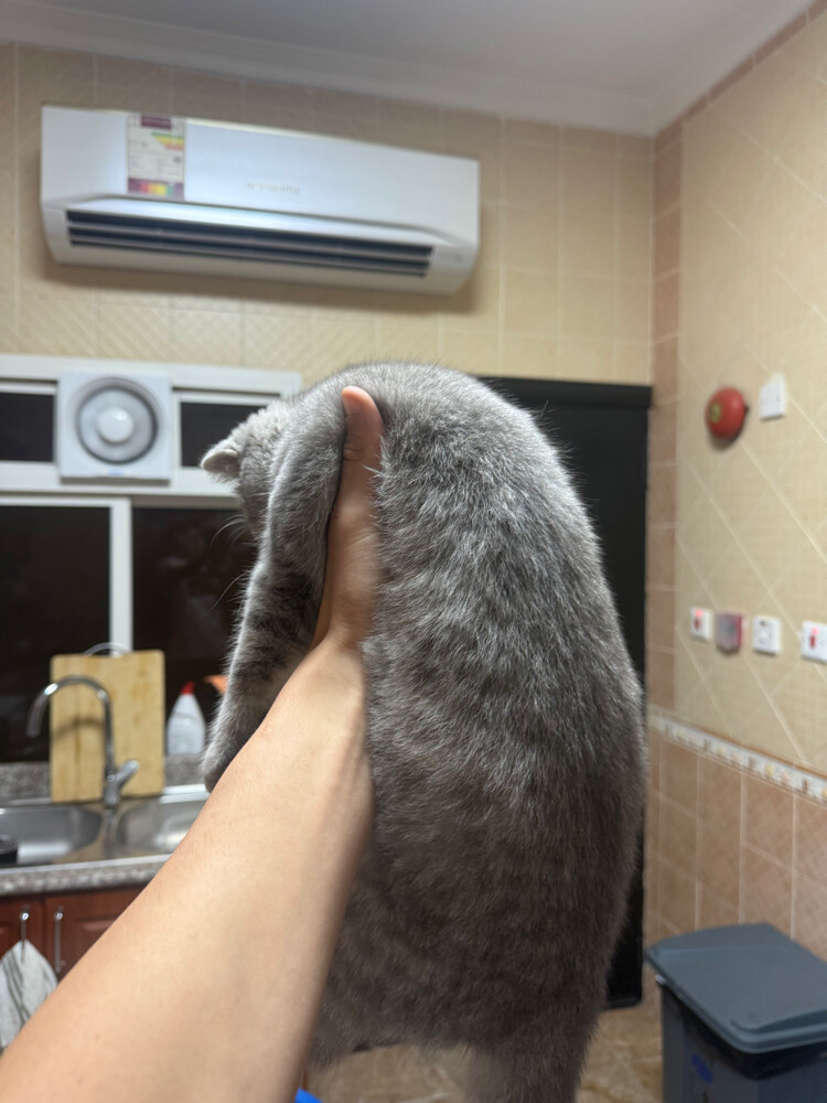cats - 10