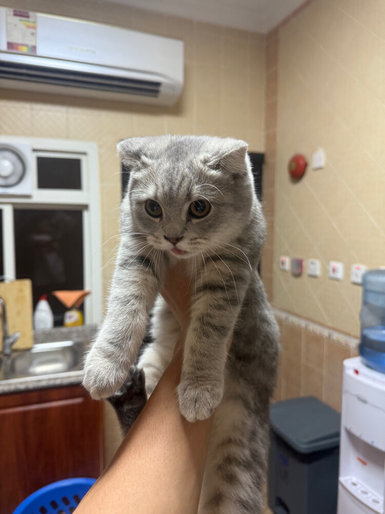 cats - 7
