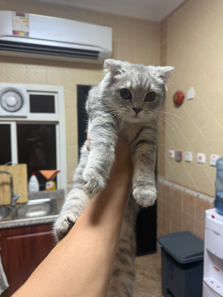 cats - 11